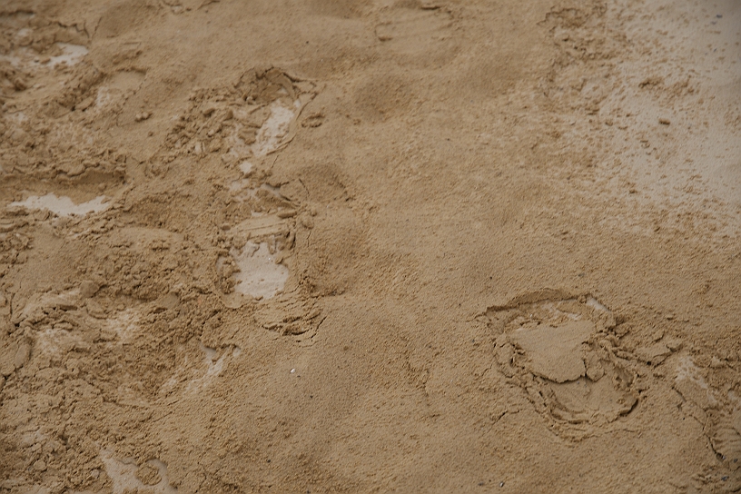 60 MAK_6903.jpg - …lasciando le orme nella sabbia del deserto bagnata da una inaspettata e molto insolita pioggia che ci ha accompagnato nella visita.